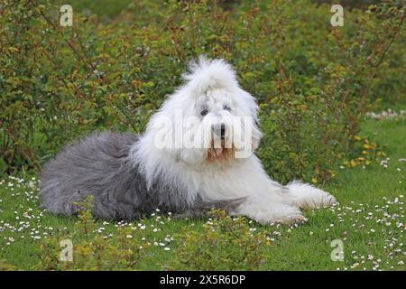 Bobtail, Alter Englischer Schäferhund Stockfoto