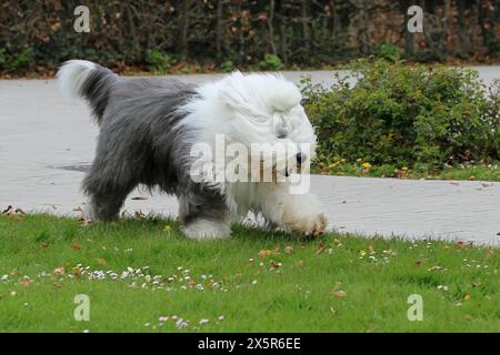 Bobtail, Alter Englischer Schäferhund Stockfoto