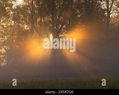 Sonnenaufgang, Sonnenstrahlen brechen durch den Waldrand, bei Irdning, Ennstal, Steiermark, Österreich Stockfoto
