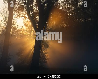 Sonnenaufgang, Sonnenstrahlen brechen durch den Waldrand, bei Irdning, Ennstal, Steiermark, Österreich Stockfoto