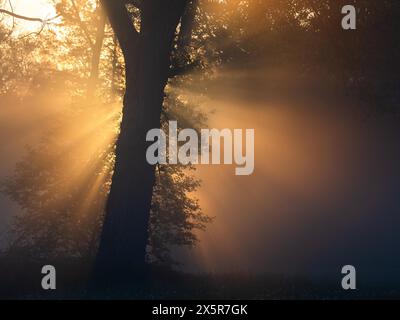 Sonnenaufgang, Sonnenstrahlen brechen durch den Waldrand, bei Irdning, Ennstal, Steiermark, Österreich Stockfoto