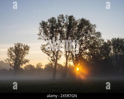 Sonnenstrahlen brechen durch den Rand eines Waldes, Frühnebel auf einer Wiese, bei Irdning, Ennstal, Steiermark, Österreich Stockfoto
