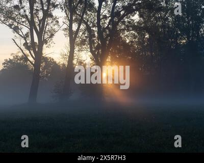 Sonnenstrahlen brechen durch den Rand eines Waldes, Frühnebel auf einer Wiese, bei Irdning, Ennstal, Steiermark, Österreich Stockfoto