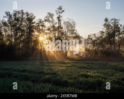 Sonnenaufgang, Sonnenstrahlen brechen durch den Waldrand, bei Irdning, Ennstal, Steiermark, Österreich Stockfoto
