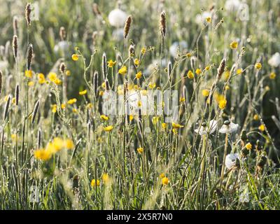 Morgentau auf einer Wiese in der Nähe von Irdning. Ennstal, Steiermark Stockfoto