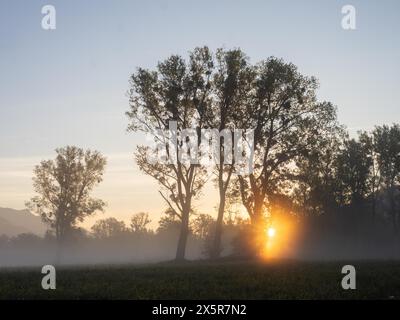 Sonnenaufgang, Sonnenstrahlen brechen durch den Rand eines Waldes, Frühnebel auf einer Wiese, bei Irdning, Ennstal, Steiermark, Österreich Stockfoto