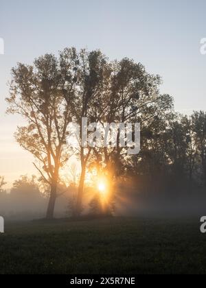 Sonnenaufgang, Sonnenstrahlen brechen durch den Waldrand, bei Irdning, Ennstal, Steiermark, Österreich Stockfoto
