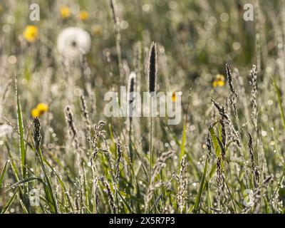 Morgentau auf einer Wiese in der Nähe von Irdning. Ennstal, Steiermark Stockfoto