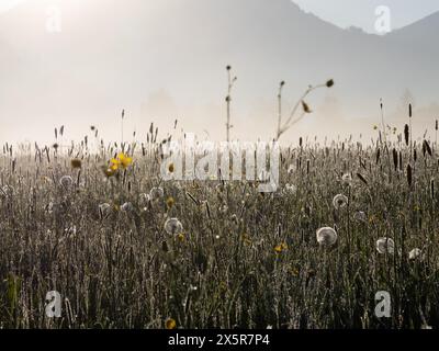 Morgentau auf einer Wiese in der Nähe von Irdning. Ennstal, Steiermark Stockfoto