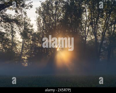 Sonnenaufgang, Sonnenstrahlen brechen durch den Rand eines Waldes, Frühnebel auf einer Wiese, bei Irdning, Ennstal, Steiermark, Österreich Stockfoto