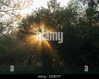 Sonnenstrahlen durchbrechen den Waldrand bei Irdning, Ennstal, Steiermark, Österreich Stockfoto