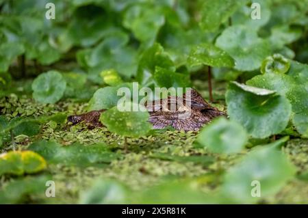 Nördlicher Brillenkaiman (Caiman crocodilus) im Wasser, Kopf über Wasser, zwischen Wasserpflanzen, Tortuguero Nationalpark, Costa Rica Stockfoto