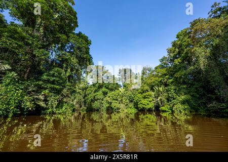 Dichter Regenwald und Flusslandschaft, grüne Vegetation im tropischen Regenwald spiegelt sich im Wasser, Tortuguero Nationalpark, Costa Rica Stockfoto