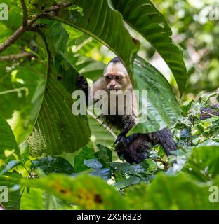 Weißköpfige Kapuzinerkuchine (Cebus-Imitator) mit Blick zwischen Blättern, Tortuguero Nationalpark, Costa Rica Stockfoto