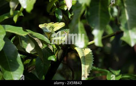 Gefederter Basilisk (Basiliscus plumifrons), erwachsener Mann, der auf einem Zweig sitzt, Nationalpark Tortuguero, Costa Rica Stockfoto