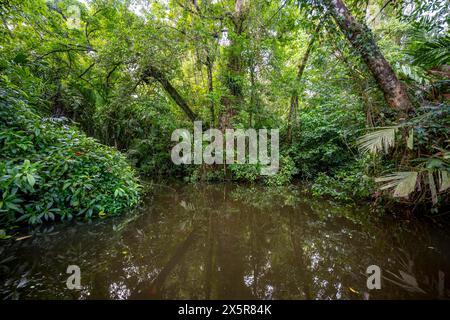 Dichter Regenwald und Flusslandschaft, grüne Vegetation im tropischen Regenwald spiegelt sich im Wasser, Tortuguero Nationalpark, Costa Rica Stockfoto