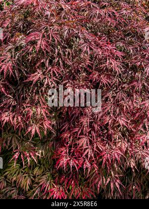 Roter Zierahorn (Acer palmatum Atropurpureum) Roter FAN-Ahorn Flaum Japanischer Ahorn, Deutschland Stockfoto