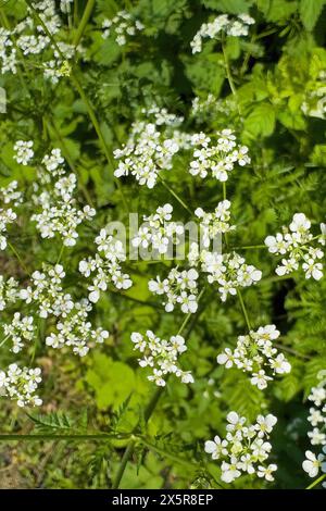 Kleine weiße Blüten der Schafgarbe (Achillea millefolium), Deutschland Stockfoto