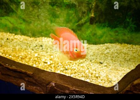 Rotgoldfisch mit schwarzen Augen im Aquarium Stockfoto