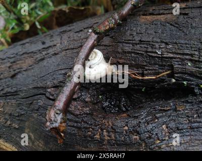 Schuss einer weißen Traubenschnecke Helix pomatia, die auf dem Baumstamm kriecht. Hochwertige Fotos Stockfoto