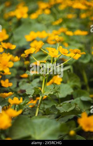 Gelbe Sumpfblume, Caltha palustris Blumenfeld. Frühling tschechische Blume Stockfoto
