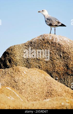 Möwe (Larus sp.) An der Küste von Ribeira, A Coruña, Spanien Stockfoto