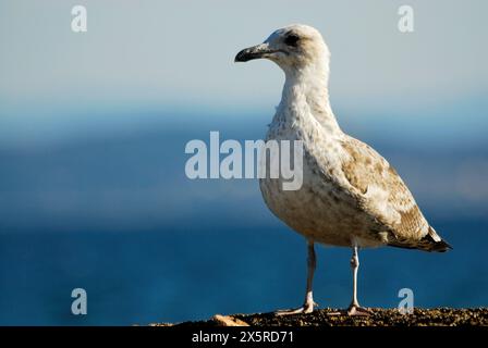 Möwe (Larus sp.) An der Küste von Ribeira, A Coruña, Spanien Stockfoto