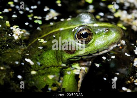 Gemeiner Frosch (Pelophylax perezi) in einem Teich von Mouruas, Ourense, Spanien Stockfoto