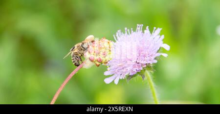 Tote Honigbiene auf einer Kleeblume, Spinne und Fliege fressen das Insekt, Nahaufnahme Stockfoto