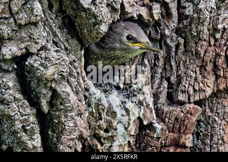 Der Nachwuchs hat Hunger. Der junge Star wartet in seiner Bruthöhle auf das frische Futter des Altvogels. München Bayern Deutschland *** die Nachkommen sind hungrig der junge Starling wartet in seiner Zuchtgrube auf frisches Futter vom Muttervogel München Bayern Deutschland Copyright: XRolfxPossx Stockfoto
