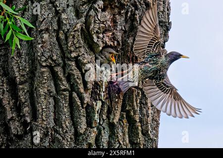 Der Nachwuchs hat Hunger. Der junge Star wird in seiner Bruthöhle von dem Altvogel gefüttert. München Bayern Deutschland *** die Nachkommen sind hungrig der junge Starling wird von dem erwachsenen Vogel in seiner Zuchtstätte München Bayern Deutschland ernährt Copyright: XRolfxPossx Stockfoto