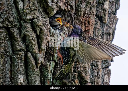 Der Nachwuchs hat Hunger. Der junge Star wird in seiner Bruthöhle von dem Altvogel gefüttert. München Bayern Deutschland *** die Nachkommen sind hungrig der junge Starling wird von dem erwachsenen Vogel in seiner Zuchtstätte München Bayern Deutschland ernährt Copyright: XRolfxPossx Stockfoto