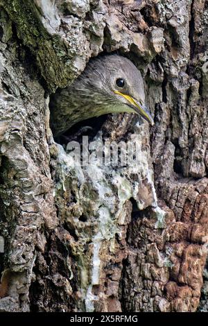 Der Nachwuchs hat Hunger. Der junge Star wartet in seiner Bruthöhle auf das frische Futter des Altvogels. München Bayern Deutschland *** die Nachkommen sind hungrig der junge Starling wartet in seiner Zuchtgrube auf frisches Futter vom Muttervogel München Bayern Deutschland Copyright: XRolfxPossx Stockfoto