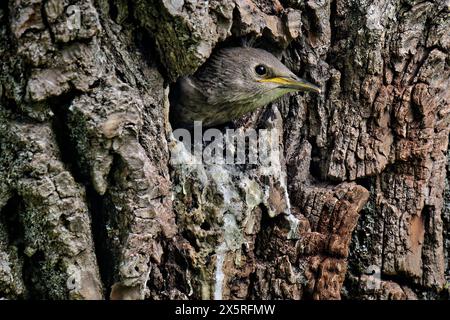 Der Nachwuchs hat Hunger. Der junge Star wartet in seiner Bruthöhle auf das frische Futter des Altvogels. München Bayern Deutschland *** die Nachkommen sind hungrig der junge Starling wartet in seiner Zuchtgrube auf frisches Futter vom Muttervogel München Bayern Deutschland Copyright: XRolfxPossx Stockfoto