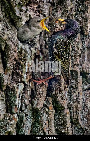 Der Nachwuchs hat Hunger. Der junge Star wird in seiner Bruthöhle von dem Altvogel gefüttert. München Bayern Deutschland *** die Nachkommen sind hungrig der junge Starling wird von dem erwachsenen Vogel in seiner Zuchtstätte München Bayern Deutschland ernährt Copyright: XRolfxPossx Stockfoto