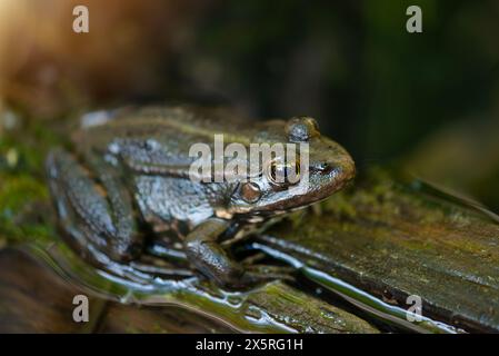 AGA Kröte, Bufo Marinus auf einem Baumstamm sitzend, Amphibienbewohner im Feuchtgebiet-Ökosystem, Haff Reimech Stockfoto