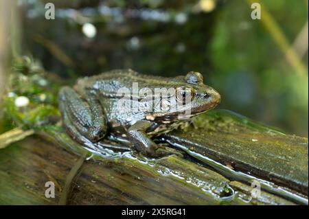 AGA Kröte, Bufo Marinus auf einem Baumstamm sitzend, Amphibienbewohner im Feuchtgebiet-Ökosystem, Haff Reimech Stockfoto