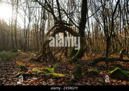 Zwei Baumstümpfe, die das verblassende Licht des Herbstes umhüllen, stehen auf einer Waldlichtung, umgeben von den goldenen Tönen der Abenddämmerung. Stockfoto