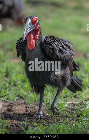 Südboden-Hornvogel, der auf offenem Feld läuft Stockfoto