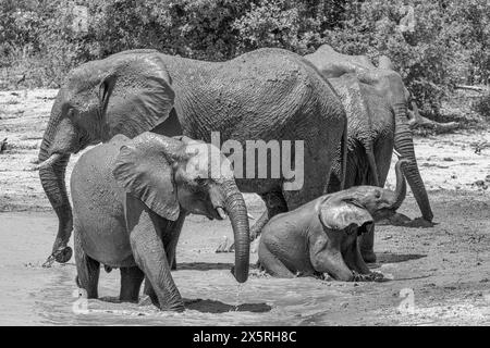 Elefanten genießen ein schlammiges Bad - schwarz-weiß Stockfoto