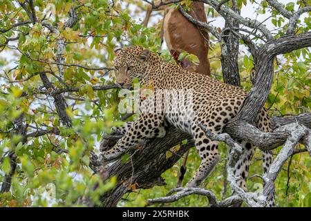 Leopard, der sich in einem Baum mit Impala-Kill hängt von einem Zweig in der Nähe Stockfoto