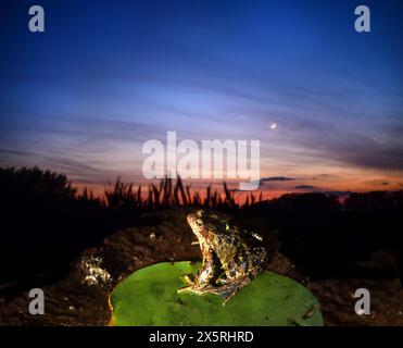 Erwachsener gemeiner Frosch (Rana temporaria) im vereinigten Königreich der Dämmerung Stockfoto