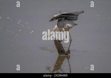 Reiher fangen Fische in einem großen Teich Stockfoto