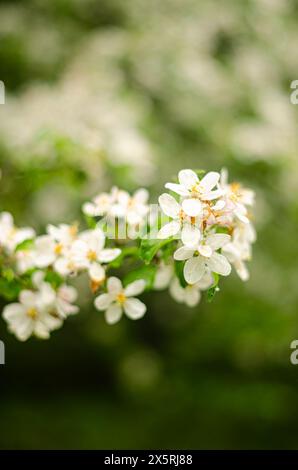 Blütenzweig mit weißen Blüten. Weiß blüht den Obstbaum. Hochwertige Fotos Stockfoto