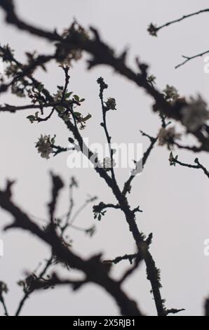Blühender Apfelbaum in einem wunderschönen Garten. Nahaufnahme. Hochwertige Fotos Stockfoto