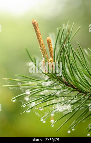 Junge blühende Kieferntriebe in einem Frühlingspark. Hochwertige Fotos Stockfoto