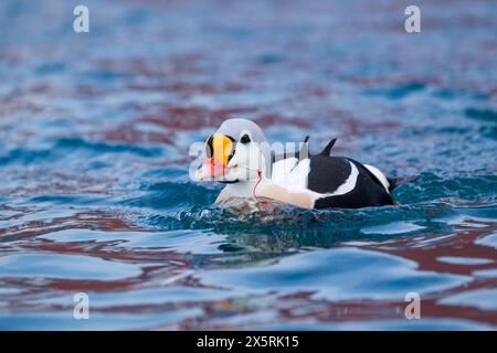 König Eider (Somateria spectabilis), der mit einem Angelhaken im Mund schwimmt. Norwegen im Winter. Stockfoto