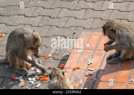 Langschwanzmakaken genannt Krabbenfressende Makaken Diebe essen Orangenpillen, die draußen gestohlen wurden Stockfoto