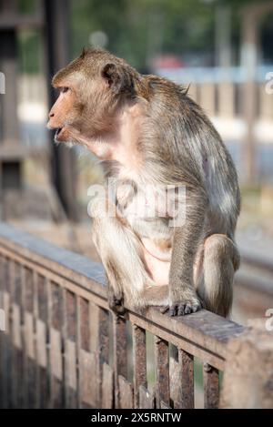 Langhwanzmakake, genannt Krabbenfressender Makaken, der schreiend auf einem Zaun draußen sitzt Stockfoto