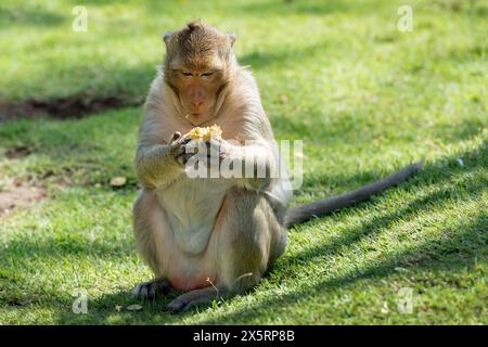 Langschwanzmakaken genannt Krabbenfressender Makaken, der rohe Maisgras draußen isst Stockfoto